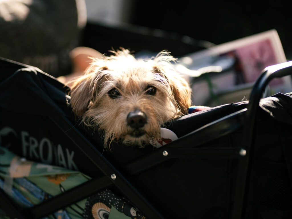 Photo by Nina Babicová